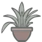 Potted Dracaena